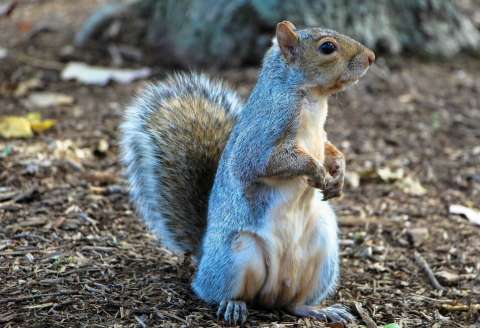 Hombre drogaba con metanfetamina a una ardilla que tenía en cautiverio