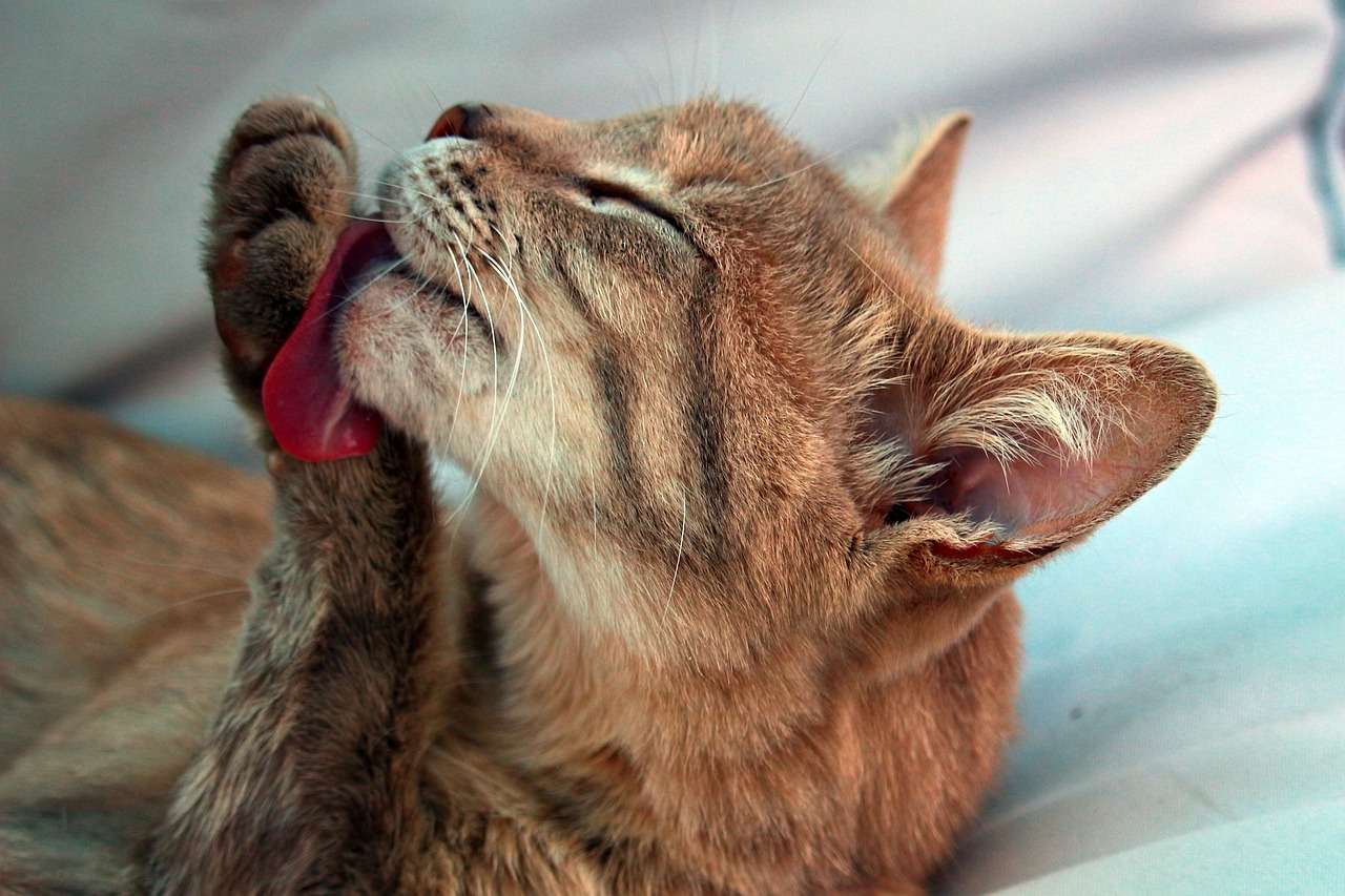 Mal aliento en gatos: causas y tratamientos