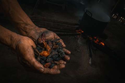 Estos son los frutos con los que puede conservar la Amazonia y aportar a su economía