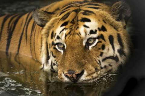 Nepal censa 235 tigres este año, casi el doble que en 2009