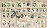 Carrera contra el reloj para salvar el conocimiento sobre plantas medicinales