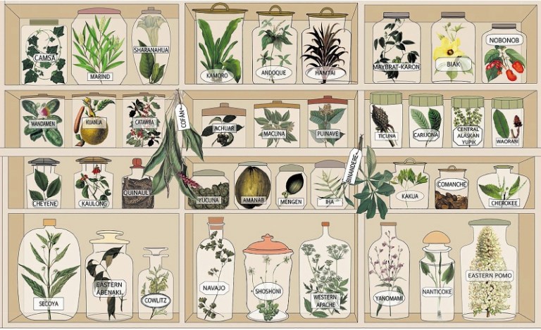 Carrera contra el reloj para salvar el conocimiento sobre plantas medicinales
