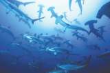Barcos extranjeros siguen asediando a Malpelo