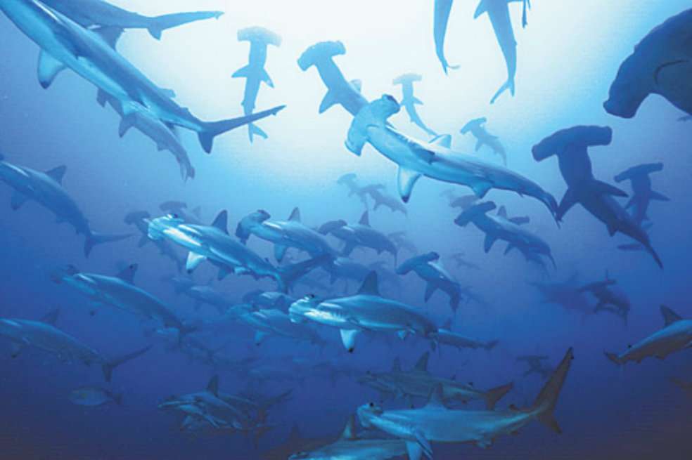 En Malpelo habitan especies como el tiburón martillo y el tiburón ballena.