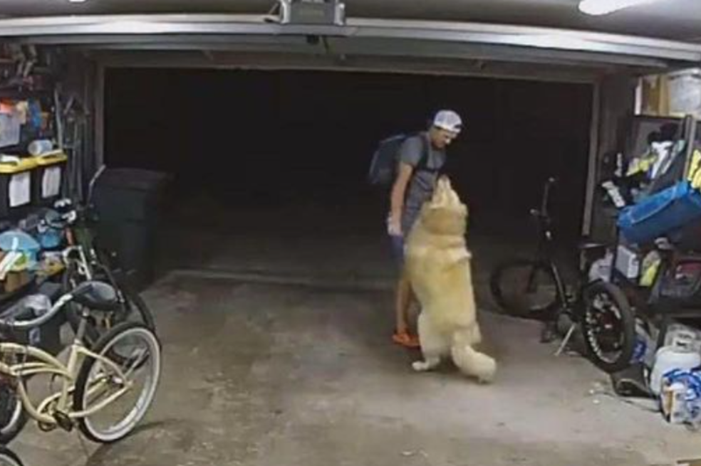 Ladrón juega con perro