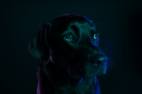 En video: el truco de una perrita para hacer que su dueño la siga