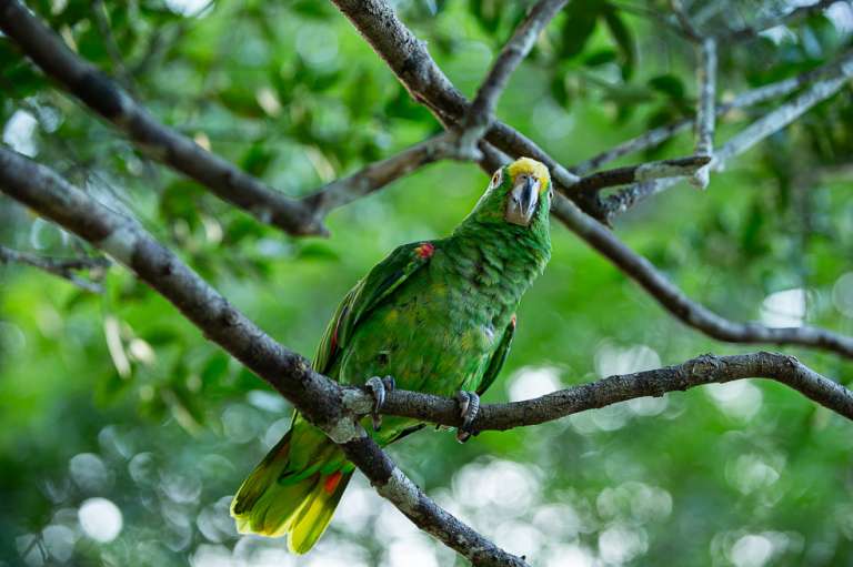 Orocue Casanare