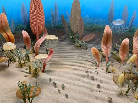 La primera extinción masiva habría ocurrido hace 550 millones de años