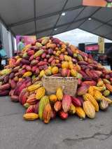 Cacao colombiano, el oro negro que transforma vidas y conquista 70 países