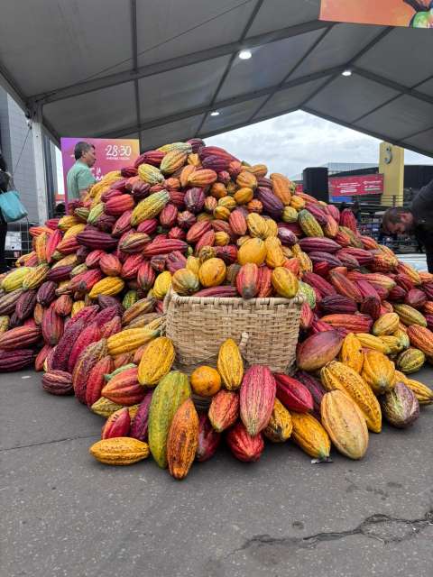 Cacao colombiano, el oro negro que transforma vidas y conquista 70 países