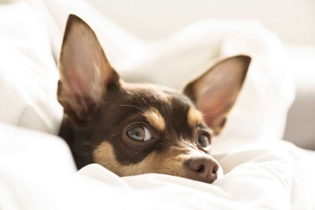 ¿Qué significa que mi perro duerma en mi almohada?