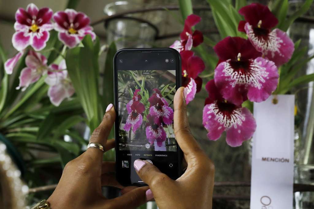 MED109 -MEDELLÍN (COLOMBIA), 29/04/2024.- Una mujer toma una fotografía de unas orquídeas durante la exposición "Orquídeas y autos antiguos", el 25 de abril del 2024, en Medellín (Colombia). En medio de los jardines y las llamativas torres del Museo El Castillo en Medellín, habitan por estos días unas 400 variedades de orquídeas y más de 40 autos antiguos en una exposición que reúne dos de las principales pasiones de los habitantes de esta ciudad colombiana. EFE/Luis Eduardo Noriega Arboleda