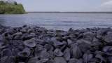 Esta es la razón por la que no debería llevarse las conchas de la playa
