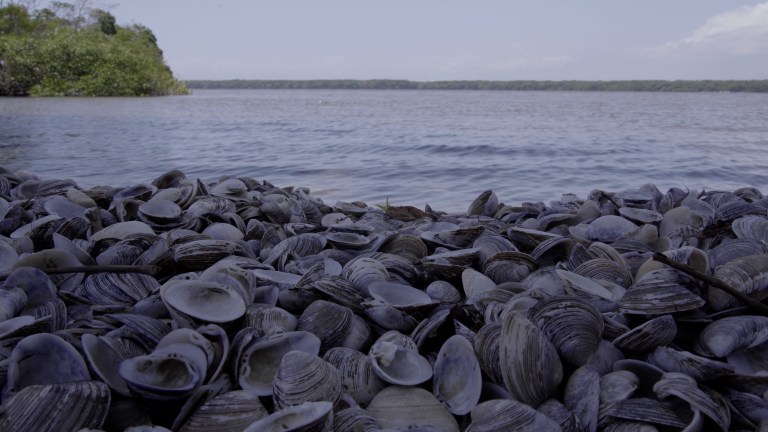 Esta es la razón por la que no debería llevarse las conchas de la playa