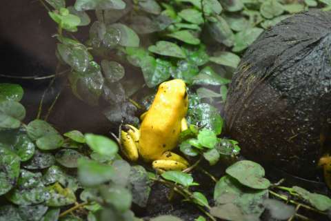 Ranas en peligro de extinción son devueltas a sus hábitats para ser monitoreadas