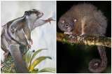 Encuentran vivos dos ejemplares de un marsupial que se creía extinto hace 6.000 años