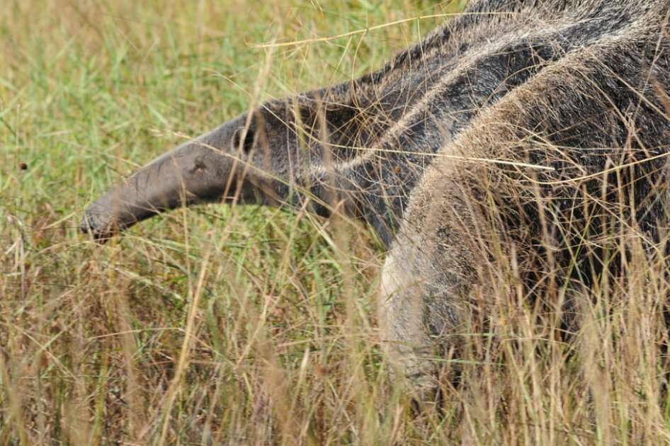 El oso hormiguero fue hallado en el sur del departamento de Santander. / Pixabay