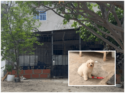 Las preguntas que deja el asesinato del perro ‘Lombi’ en Santa Marta, ¿crueldad o defensa?