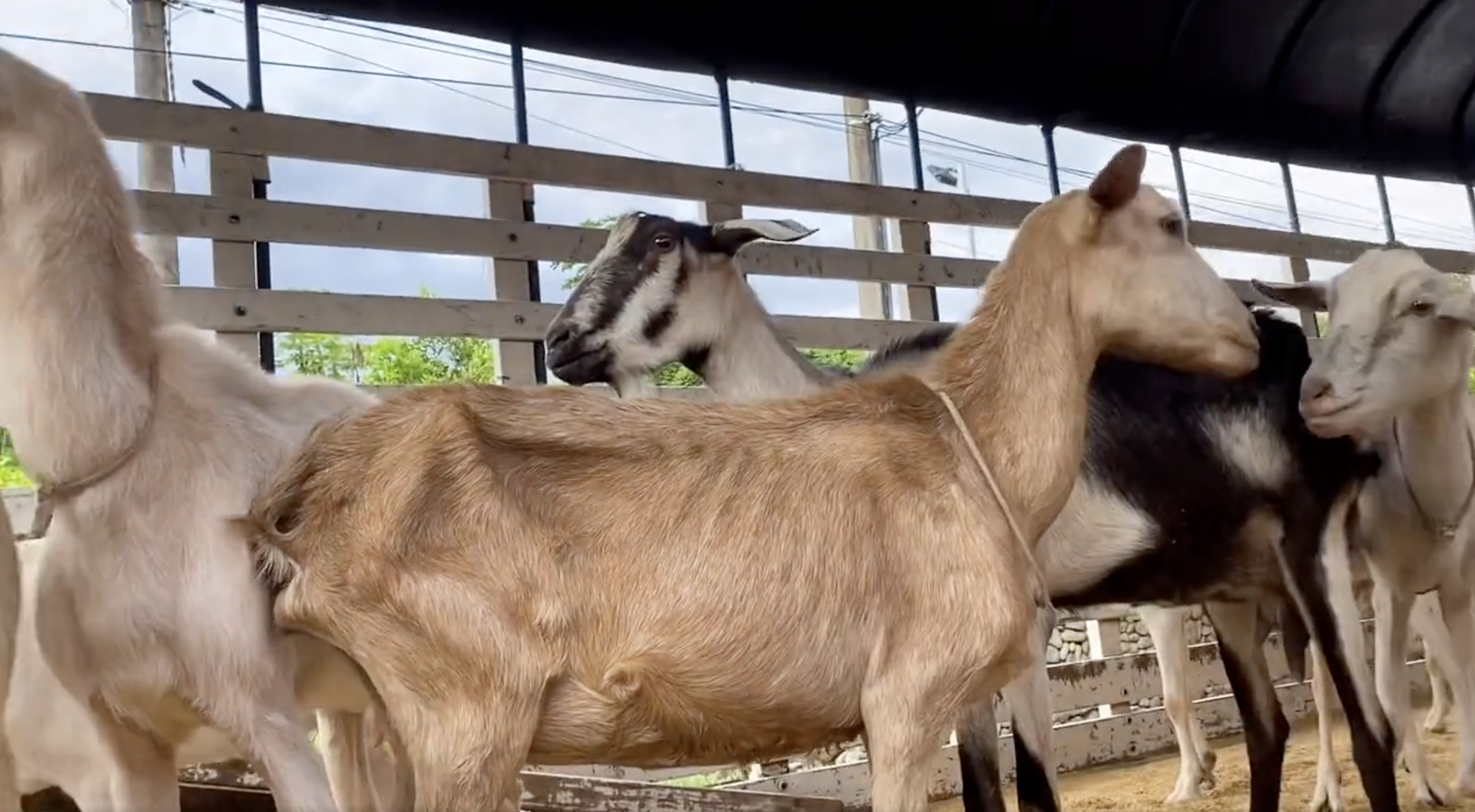 Los responsables podrían enfrentar una multa de hasta 50 salarios mínimos. Los animales reciben atención veterinaria en el centro de Bienestar Animal de Cali.