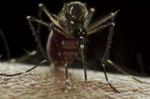 Dengue, chikungunya y fenómeno del Niño juntos