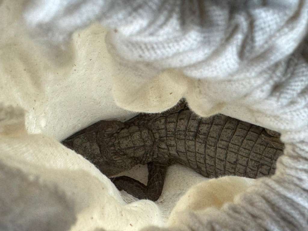 Durante el operativo se rescataron dos babillas y una tortuga icotea. Ambas especies se encuentran en peligro de extinción por el comercio de pieles, tráfico de especies y el consumo de su carne y huevos.