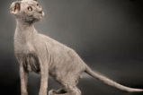 Rescatan decenas de gatos exóticos ucranianos en Alemania