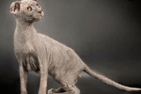 Rescatan decenas de gatos exóticos ucranianos en Alemania