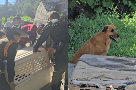 Antioquia: rescatan a más de 20 perros luego de que su dueño fuera hospitalizado