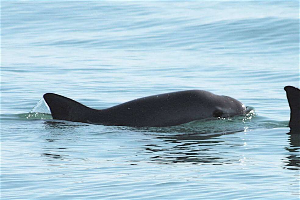 Es considerada la especie más amenazada del planeta. Solo quedan 10 ejemplares. / Wikimedia Commons