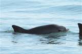 Clonación: la esperanza para salvar de la extinción a las 10 últimas vaquitas marinas