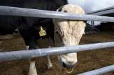 Buscan conservar mercado para carne colombiana por suspensión de país libre de aftosa