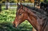Denuncian maltrato a caballo: se reabre debate sobre vehículos de tracción animal