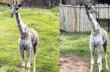 Este es el bioparque donde está la única jirafa de Colombia: así llegó al país