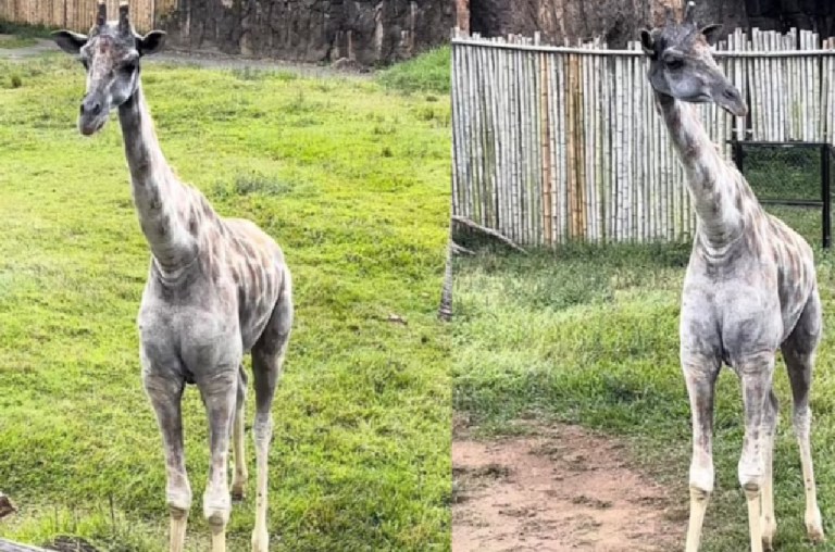 Este es el bioparque donde está la única jirafa de Colombia: así llegó al país