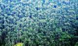 Un santuario nacional para la palma de cera