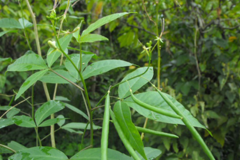 Planta Cleoserrata serrata del huerto familiar del médico tradicional don Roberto Jiménez, de Comalcalco, Tabasco.
Crédito de la imagen: Cortesía de Lorena Alamilla para SciDev.Net. / SciDev.net