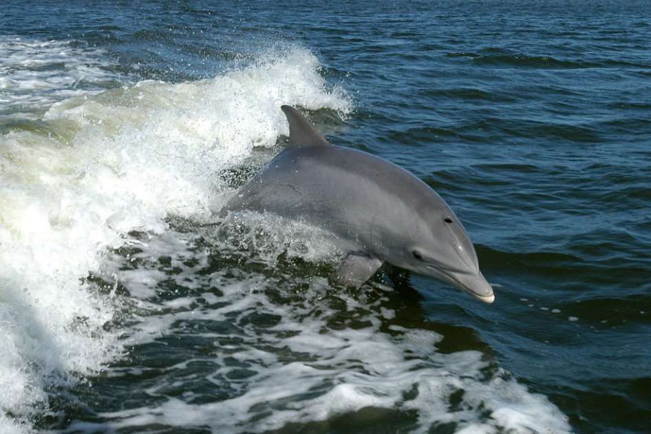Los delfines fueron captados en el mar de California (EE.UU) /NASAs - Wikipedia