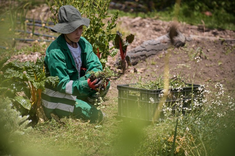 Cobá, el hogar de las abejas