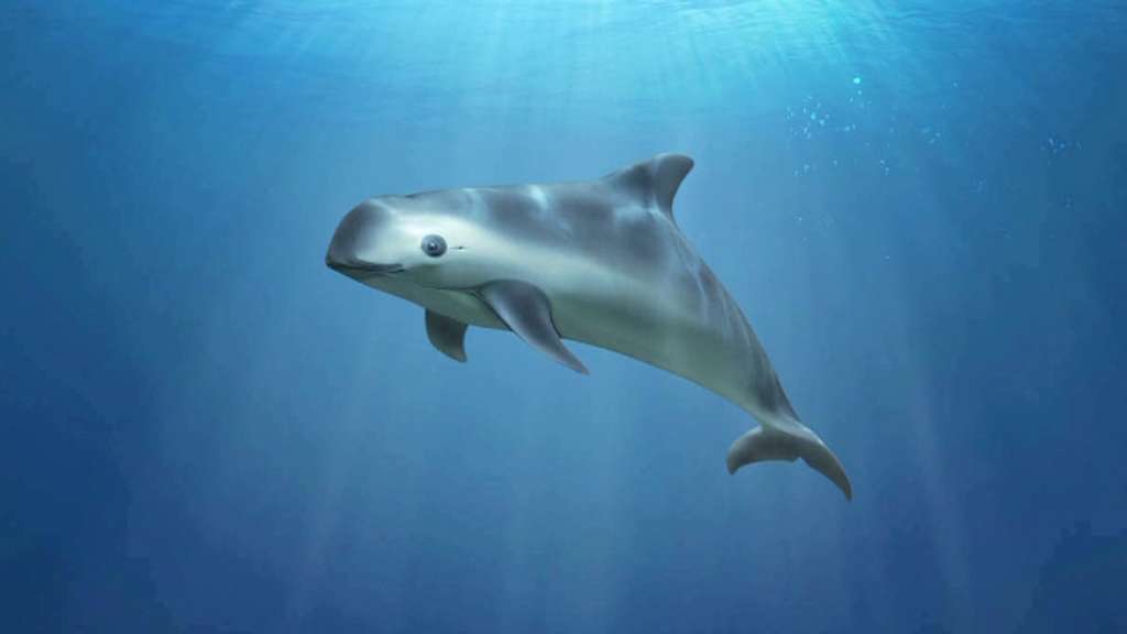 La vaquita marina es considerada la especie más amenazada del planeta. Según expertos, solo quedan 10 ejemplares. / Wikimedia Commons