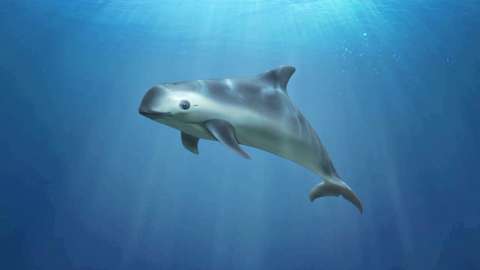 Reportan avistamiento de seis vaquitas marinas en aguas mexicanas
