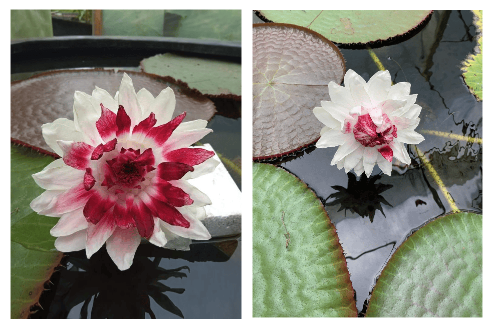 dos imágenes de la flor roja con blanco victoria amazónica