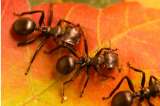 Las plantas evolucionaron para manipular a las hormigas