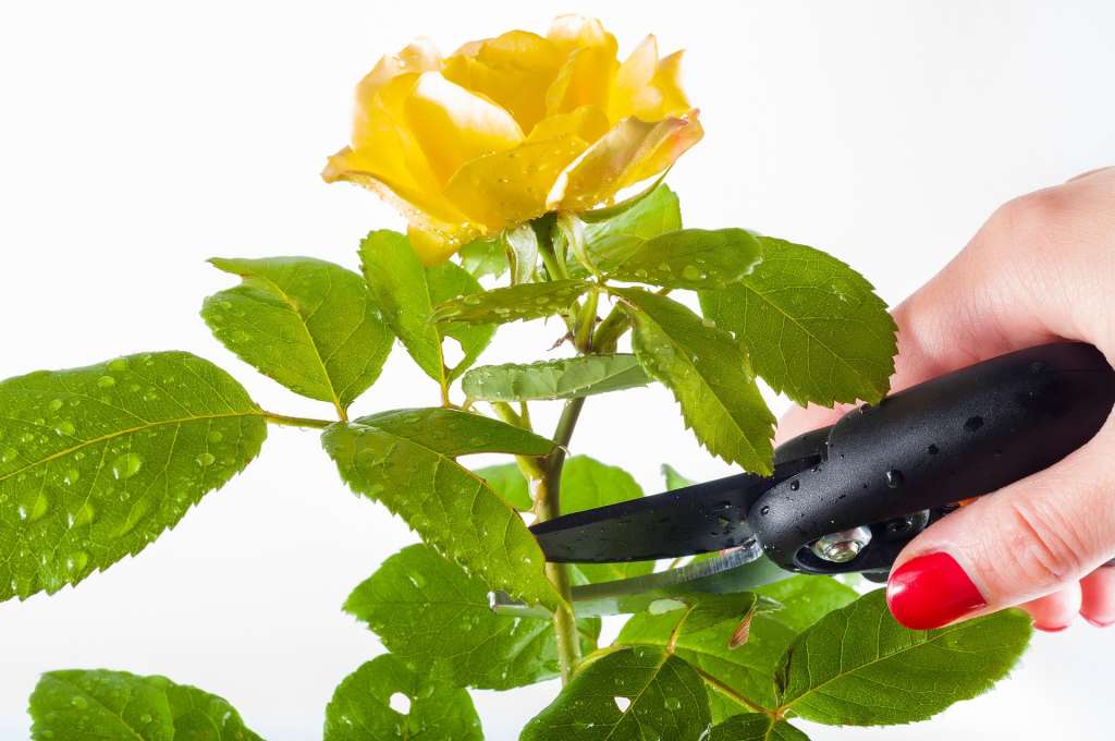 Imagen en la que se ve unas tijeras de jardinería que están a punto de cortar el tallo de una rosa amarilla.