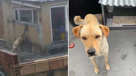 “No se evidenció maltrato animal tras visita a perro labrador en Usme”: Distrito