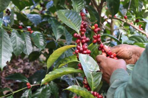 La producción de café colombiano alcanzó máximos históricos