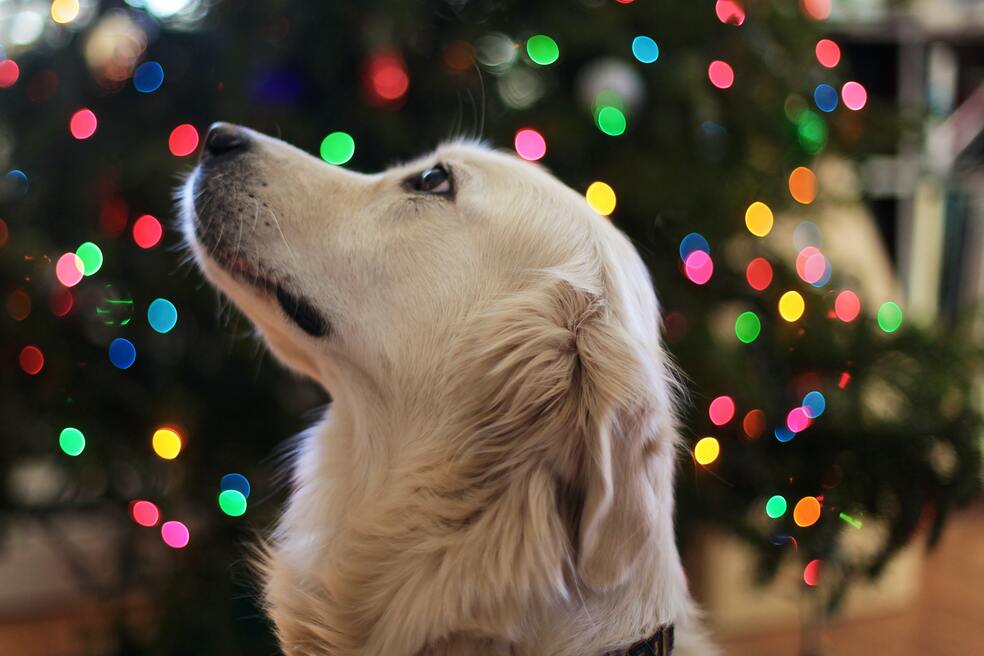 Los perros suelen ser las mascotas más afectadas por los ruidos fuertes, como la pólvora y los truenos.