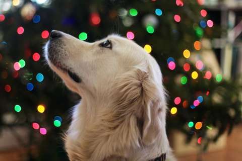 Navidad con mascotas: plantas para decorar que pueden ser peligrosas para los perros
