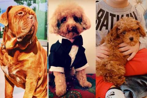 Hulk, Abu y Toby las adorables mascotas de Lionel Messi