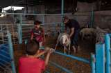 Así es como los animales abandonados en Gaza se hicieron los inesperados terapeutas de niños