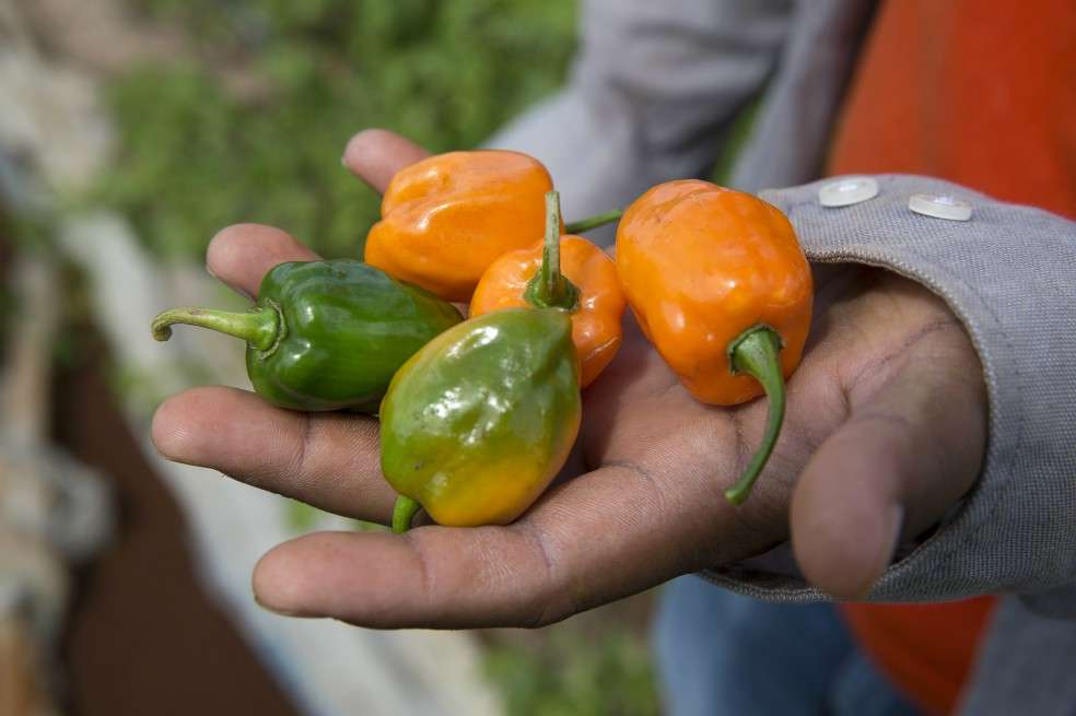 El uso del ají en las plantas es eficaz para controlar plagas y ciertos hongos, pero es importante manejarlo con precaución debido a su naturaleza irritante.